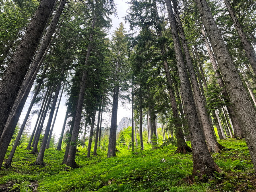 Aufstieg am Waldweg zur Ennstalerhütte. Foto: Birgit Matzinger