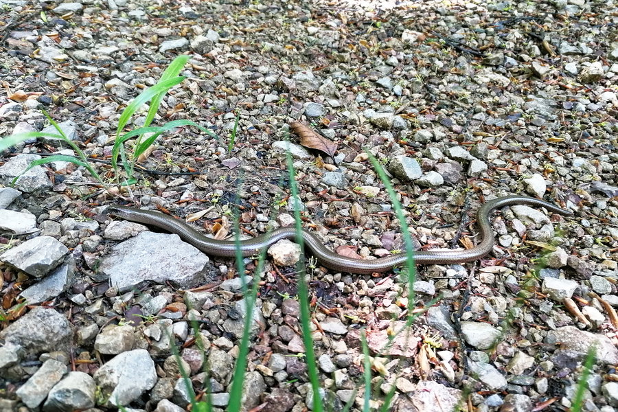 Blindschleichenbegegnung. Foto: Sarah Pallauf