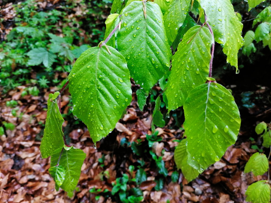 Es tropft und tropft… Foto: Sarah Pallauf