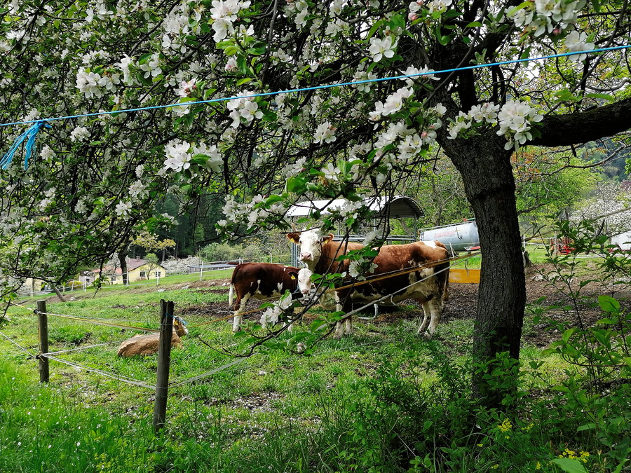 Freundliche Flatzer Rinder. Foto: Sarah Pallauf