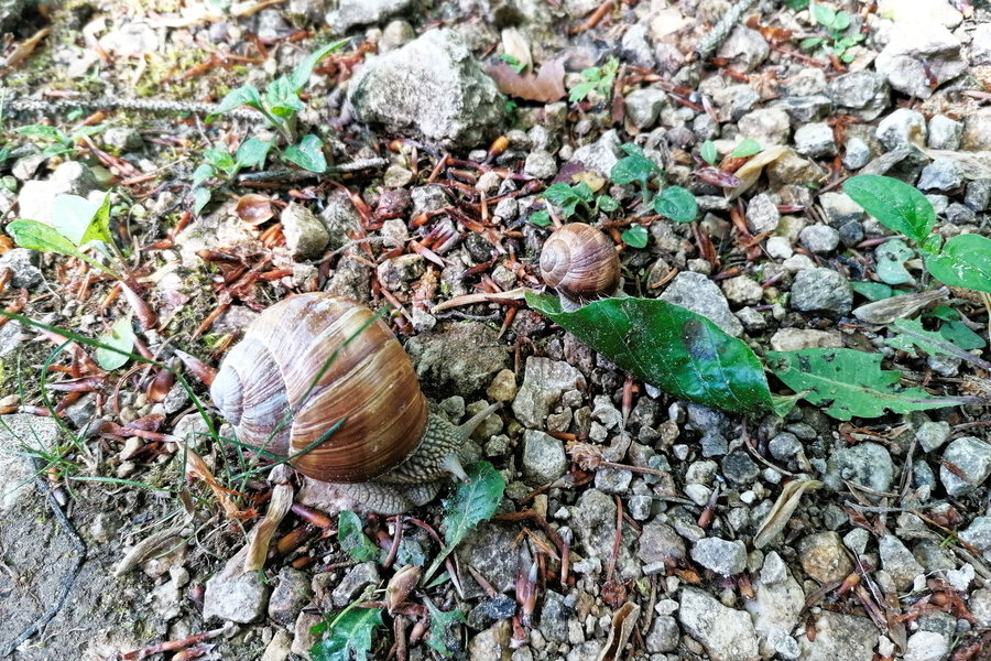 Große Schnecke, kleines Blatt. Kleine Schnecke, großes Blatt. Foto: Sarah Pallauf