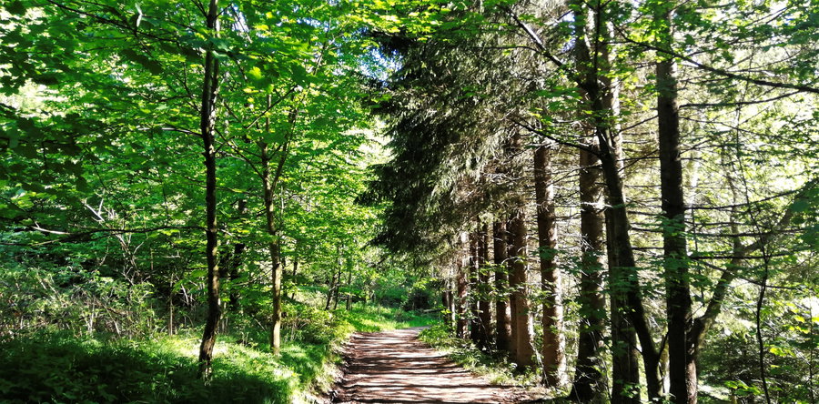 Waldweg in Richtung Pelmbergstüberl. Foto: Sarah Stainer