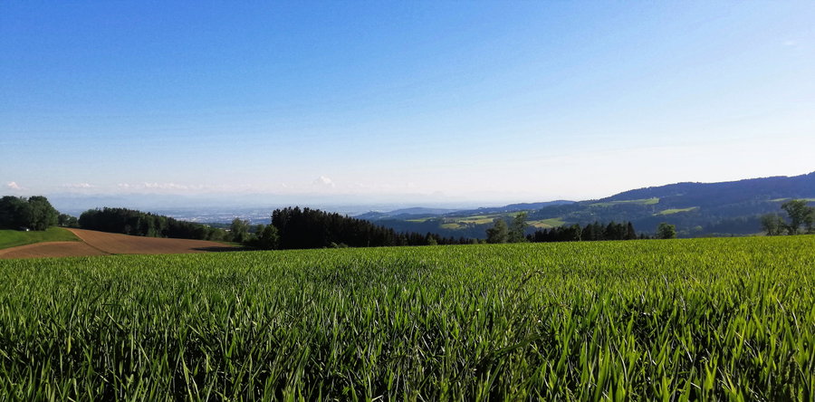Erster Blick auf den Pöstlingberg und nach Linz. Foto: Sarah Stainer