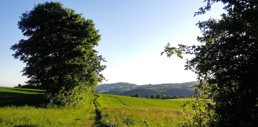 Schöne Wiesenwegerl gibt’s hier. Foto: Sarah Stainer
