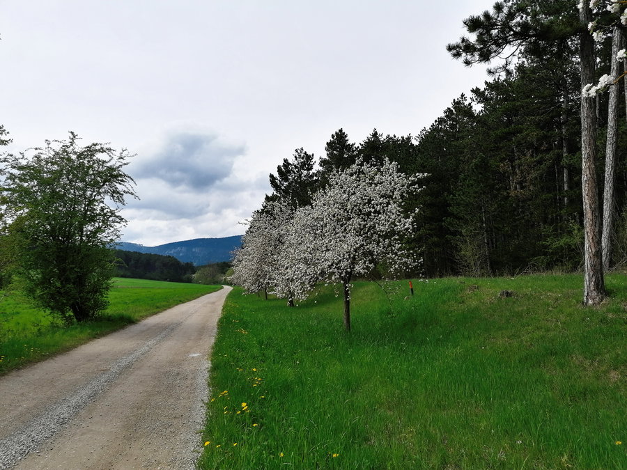 Immer den Obstbäumen nach… Foto: Sarah Pallauf
