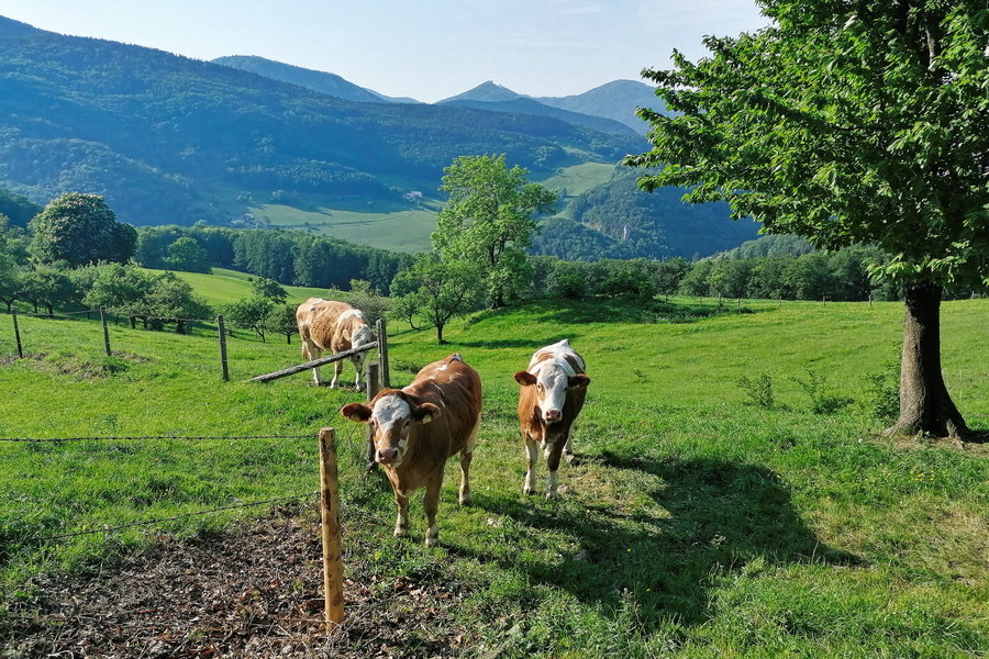 Kühe. Foto: Sarah Pallauf