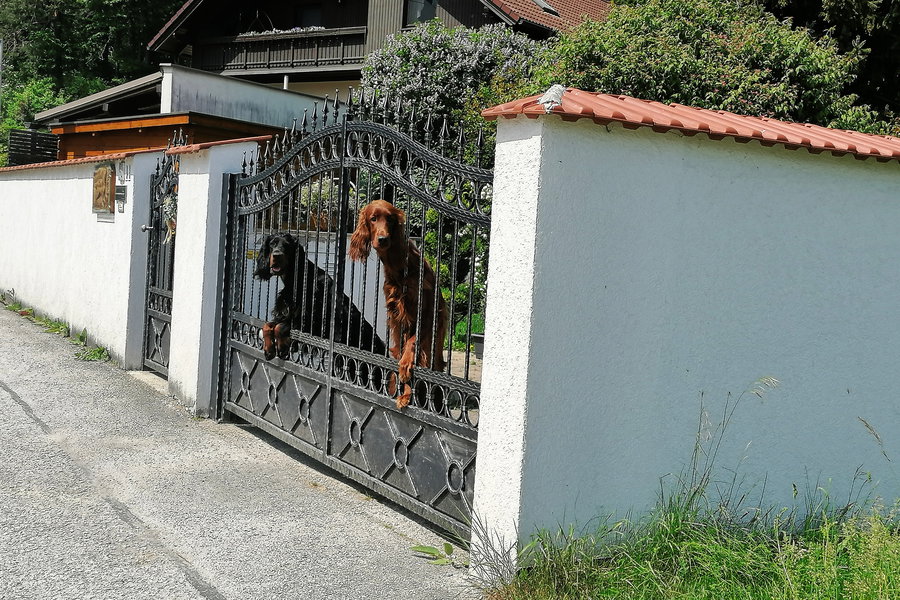 Nanu – wo wandern die denn hin? Foto: Sarah Pallauf