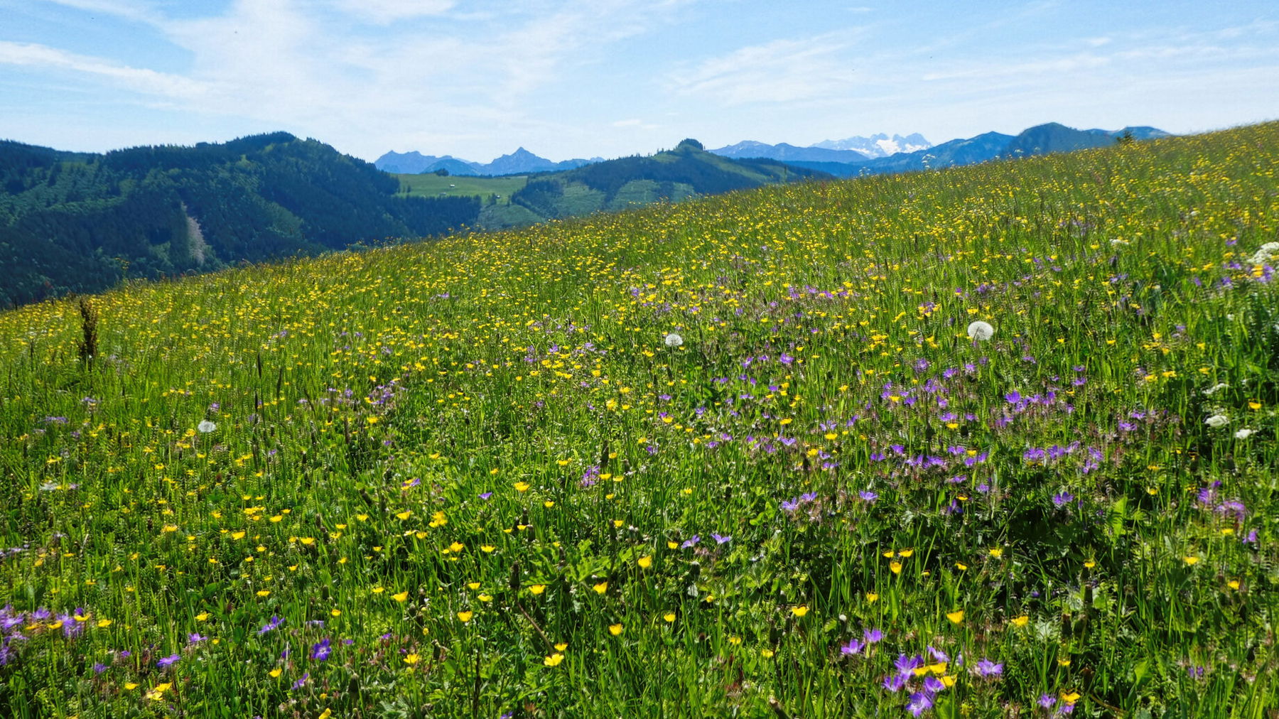 Titelbild Faistenauer Schafberg. Foto: Karl Plohovich