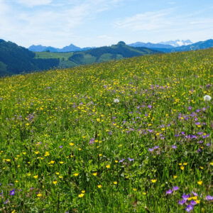 Stille Überschreitung des Faistenauer Schafbergs