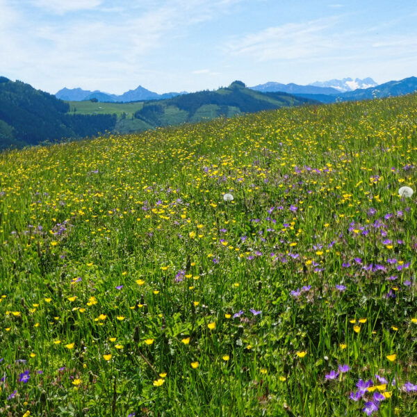 Titelbild Faistenauer Schafberg. Foto: Karl Plohovich