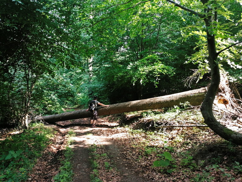 Rückweg von der Buschandlwand nach Wösendorf. Foto: Sarah Pallauf