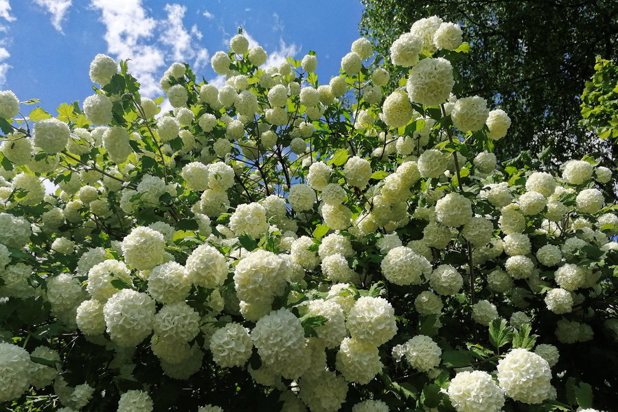 Von uns benannter Schneeballstrauch in Pernitz. Foto: Sarah Pallauf