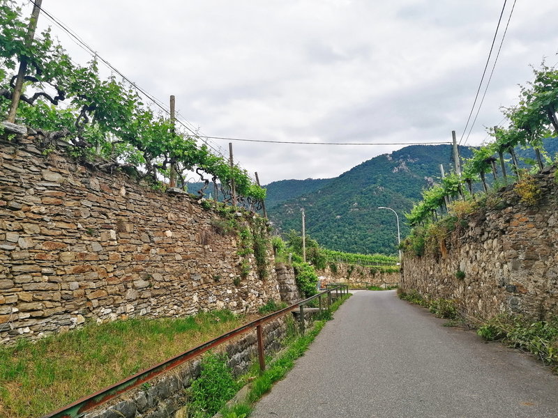 Wösendorfer Weinberge. Foto: Sarah Pallauf