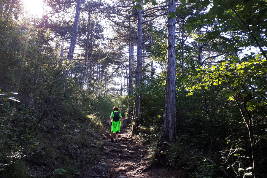 Schattiger Weg im Wald. Foto: Gerold Petritsch
