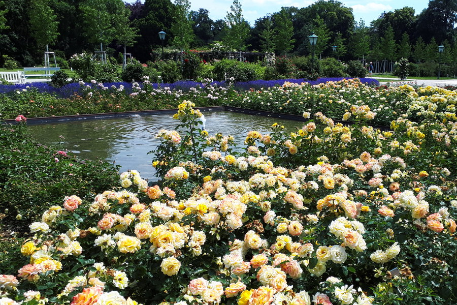 Rosarium. Foto: Gerold Petritsch