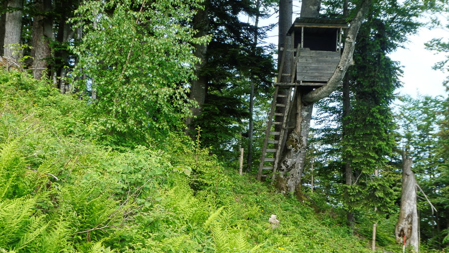 Hochstand. Foto: Karl Plohovich