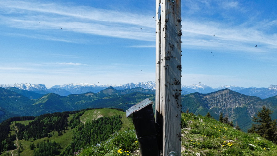 Flucht... Foto: Karl Plohovich