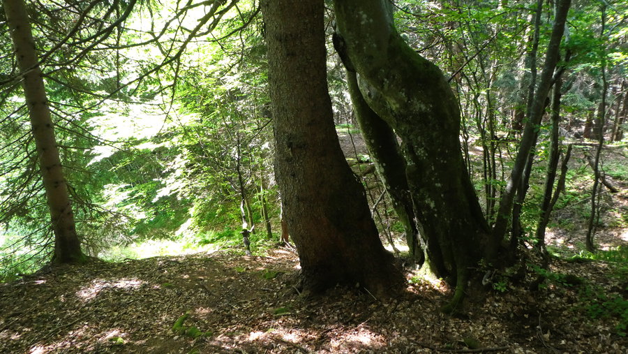 Baum-Ehe Fichte-Buche. Foto: Karl Plohovich