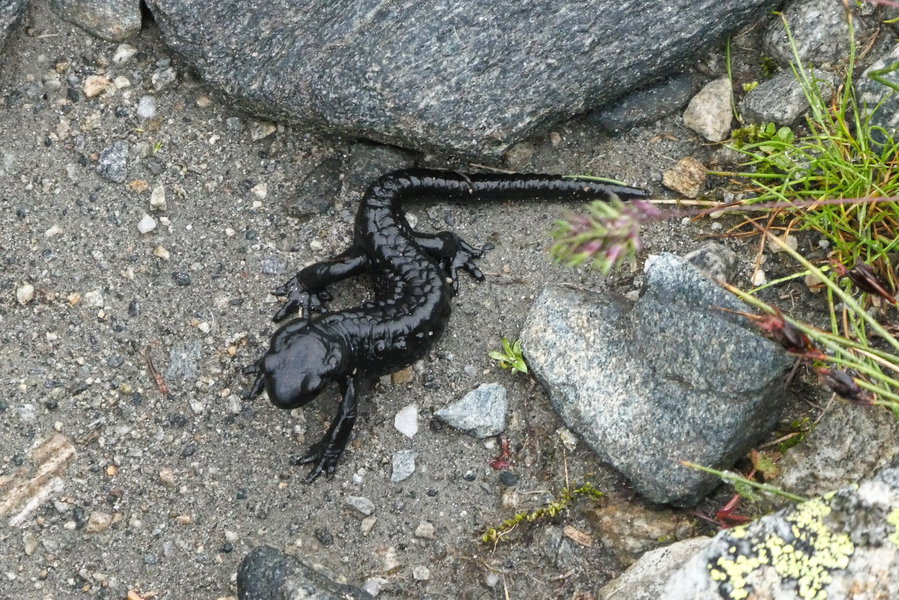 Alpensalamander. Foto: Karl Plohovich