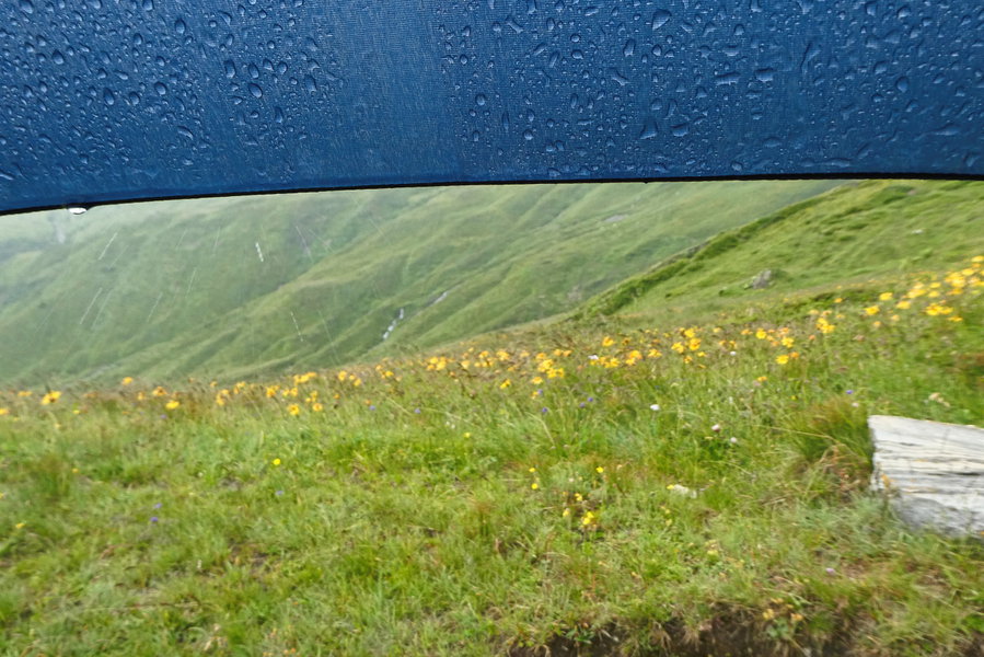 Sonnengelb unter dem Regenschirm. Foto: Karl Plohovich