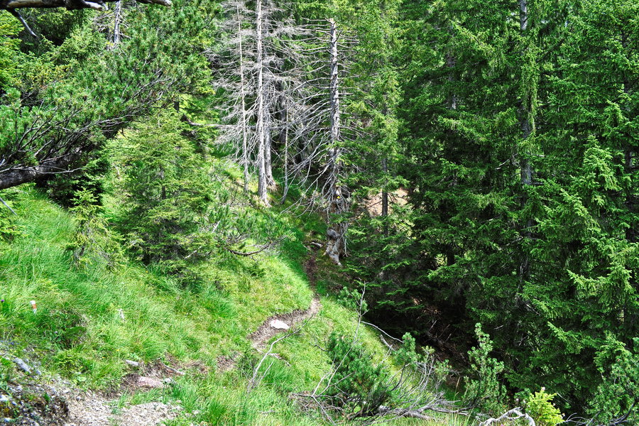 Durch lichten Nadelwald von Altoffa nach Hinterbirg. Foto: Norman und Lisa