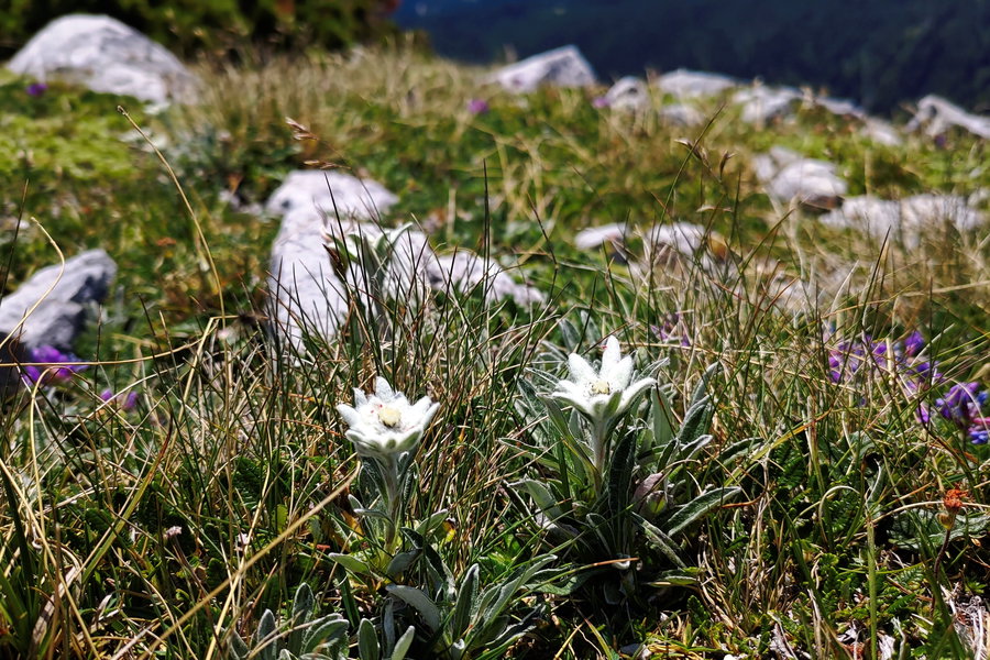 Am Ausstieg erblicke ich mehrere Edelweiß… man merkt, dass man abseits der frequentierten Wege unterwegs ist. Foto: Simon Widy