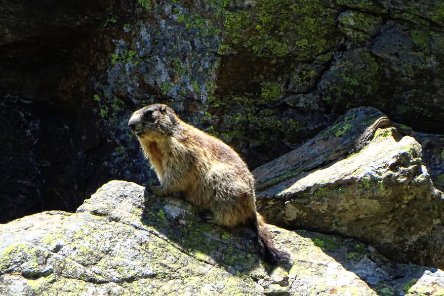 Dem Murmeltier werde ich nicht gefährlich, misstrauisch ist es dennoch. Aus der Ferne genieße ich diese Begegnung! Foto: Thomas Obermair
