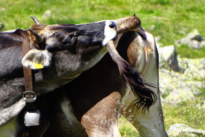 Auch andere tierische Erinnerungen habe ich mir behalten dürfen. Den Schweif der Kuh zu kosten habe ich ihr aber selbst überlassen 2. Foto: Thomas Obermair