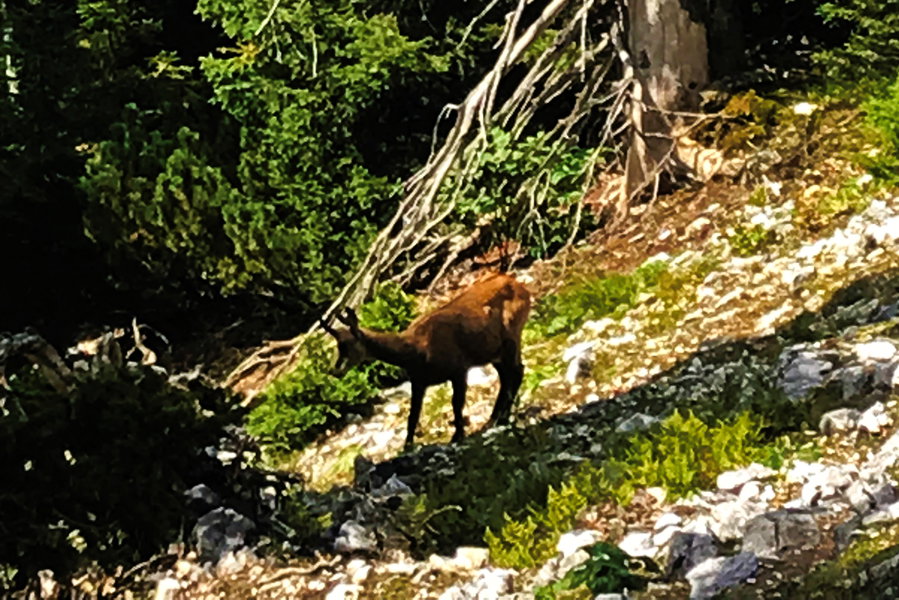Gams. Foto: Hummel