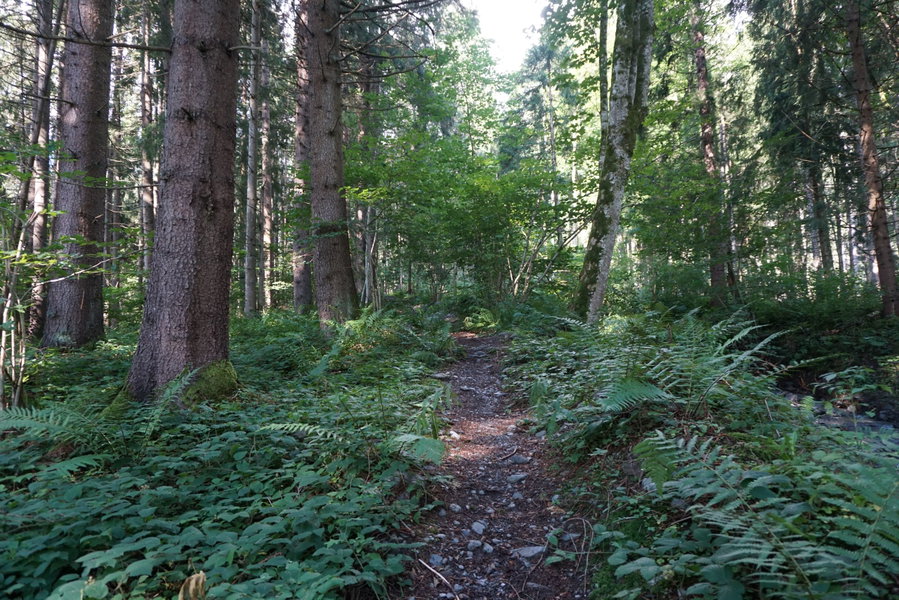 Aufstiegsweg oberhalb der Forststraße. Foto Alpenverein Saalfelden