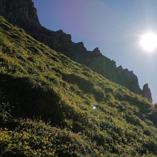 Grashang unterhalb der Hochkünzelspitze. Foto: Norman und Lisa