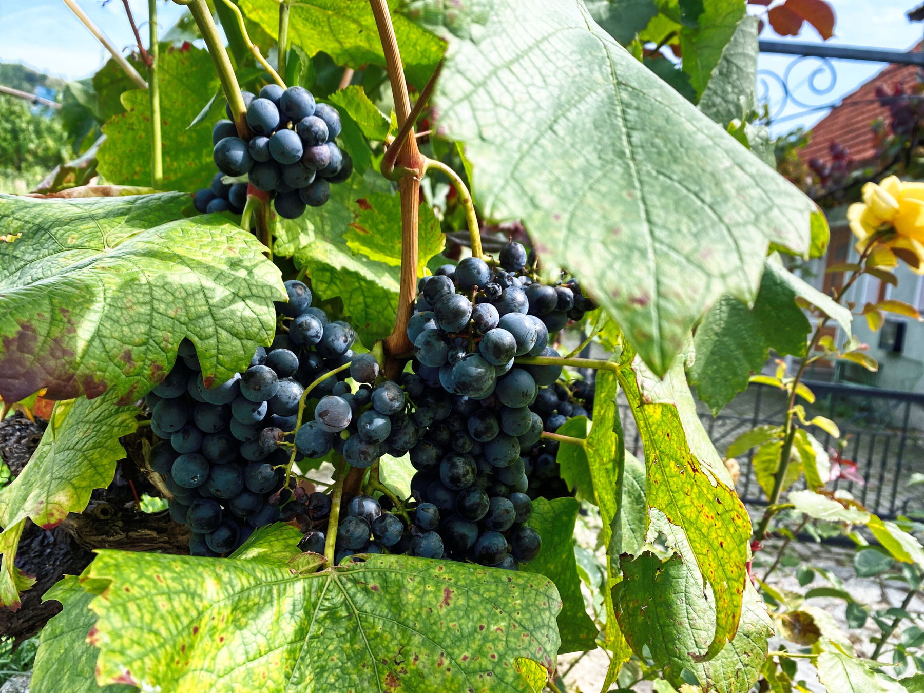 Fesslrunde von Krems