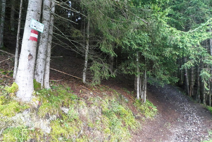 Der markierte Weg ist gefunden. Foto: Karl Plohovich