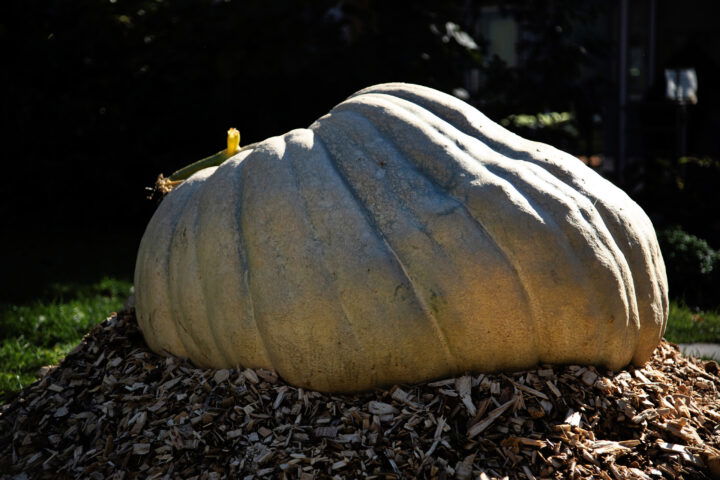 Botanischer Garten. Foto: Eva Maria Ginal