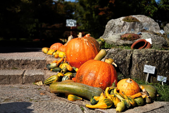 Botanischer Garten. Foto: Eva Maria Ginal