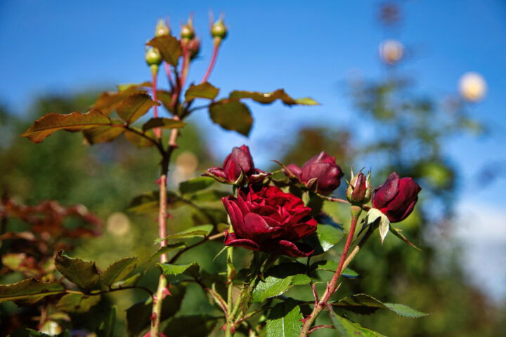 Botanischer Garten. Foto: Eva Maria Ginal