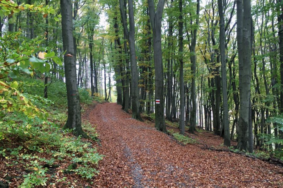 Zwischen Kahlenberg und Hermannskogel. Foto Veronika Schöll