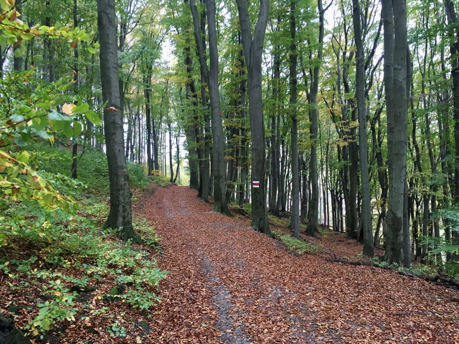 Zwischen Kahlenberg und Hermannskogel. Foto Veronika Schöll