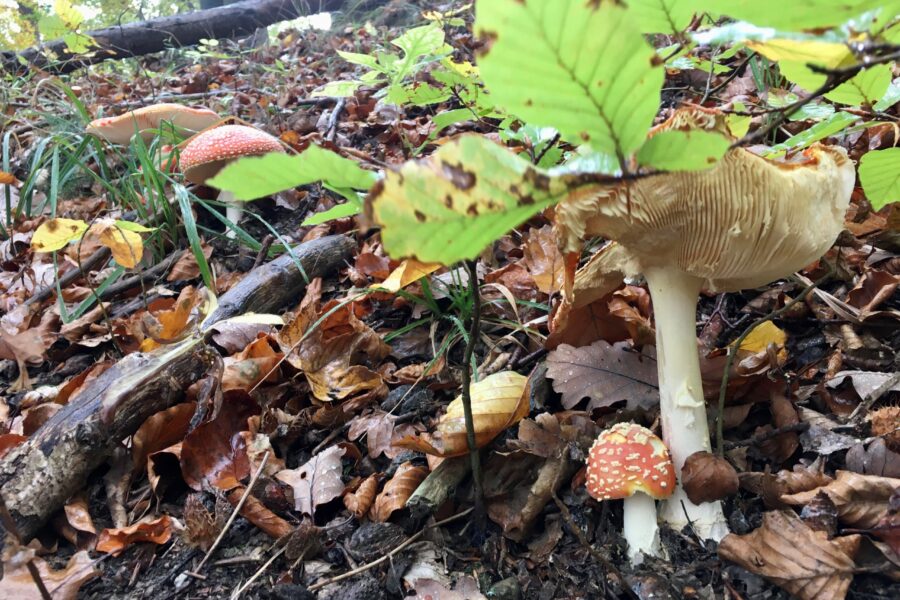 Herbst. Foto Veronika Schöll