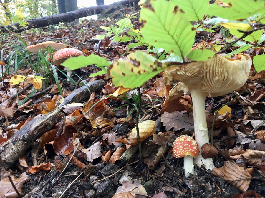 Herbst. Foto Veronika Schöll