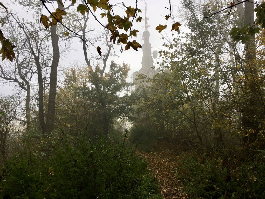 Die Habsburgwarte versteckt sich im Nebel. Foto Veronika Schöll