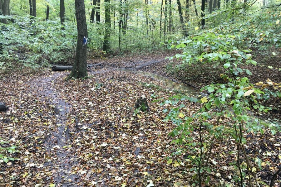 Schöner Trail nach Weidlingbach. Foto Veronika Schöll