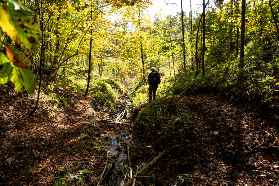 Romantischer Pfad mit Überquerung von Bächlein. Foto: Eva Maria Ginal