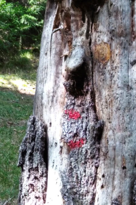 Bewacher der Markierung. Foto: Herbert Fuchs