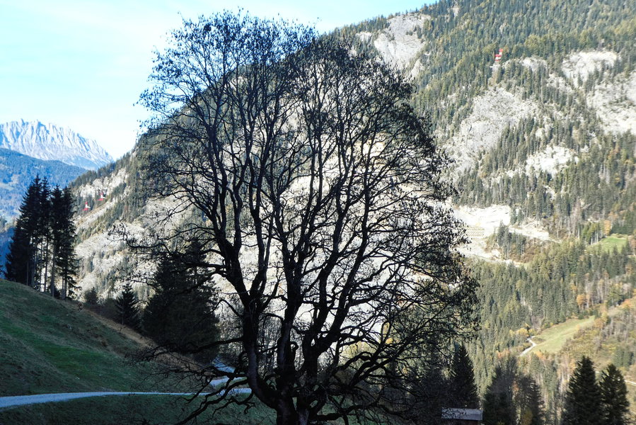 Ahorn vor der Wand des Steinbruchs Klammstein. Foto: Karl Plohovich
