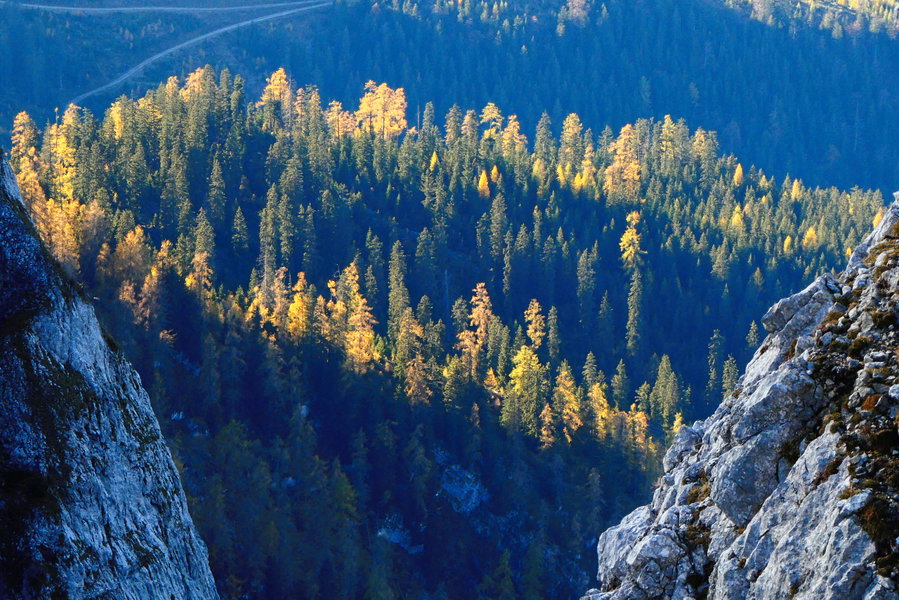 Lärchen-Herbst. Foto: Karl Plohovich
