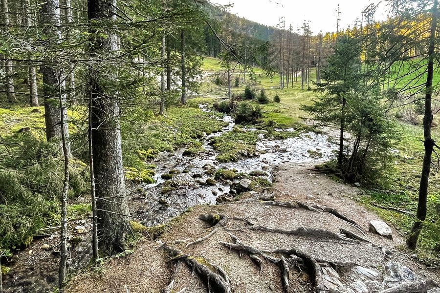 Entlang vom Goslitzbach. Foto: Eva Maria Ginal