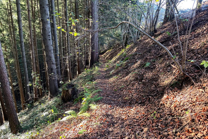 Abschnitt Waldweg nach Spital am Pyhrn. Foto: Eva Maria Ginal