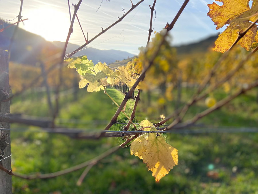 Herbstliches Weinlaub. Foto Verena Hirzenberger