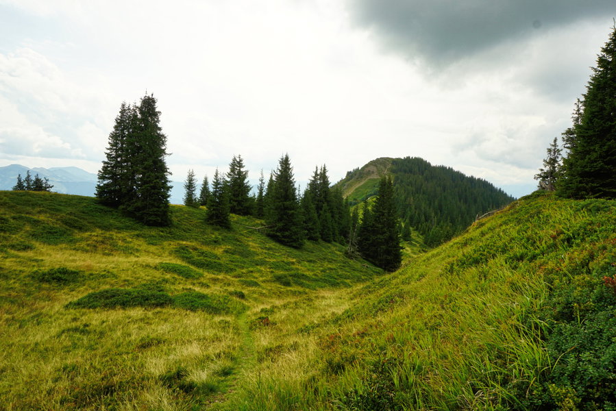 Wanderweg Richtung Sausteigen. Foto: Alpenverein Saalfelden